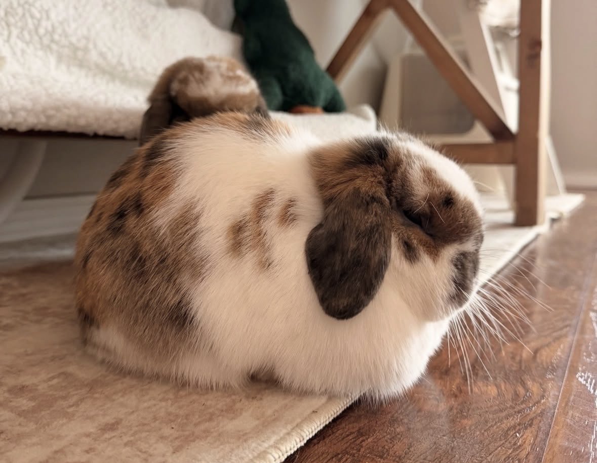 Bunnies (@bunnies) on Twitter photo 