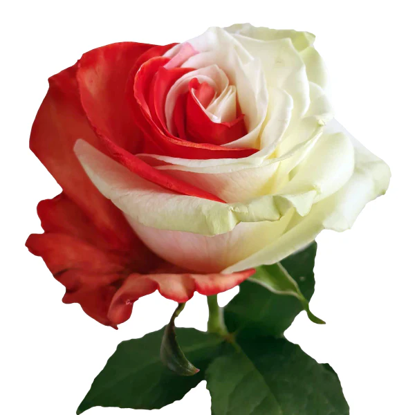 StylishFelon's tweet photo. Giving every Neo he can think of a rose because they deserve it.

#ValentinesDay https://t.co/H1SbROLYgz