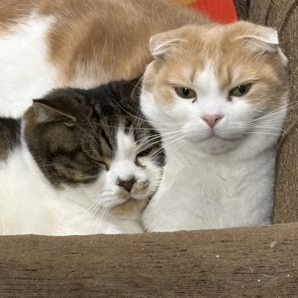 とろ、おにく (@torotolo106106) / Posts / X