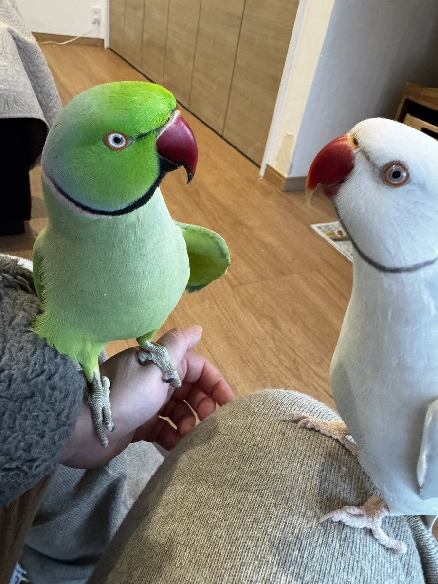 ひよこ豆@鳥豆堂【バードアスレチック・カクタスパーチ