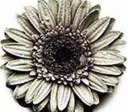 TORVALS's tweet image. 希望が厳しい 🍴