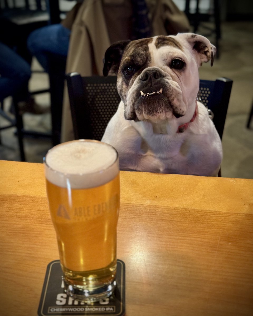 Barley the brew dog.