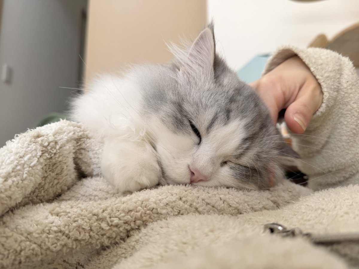 スコスコぽこ太郎&うま次郎 (@PocoUma) / Posts / X