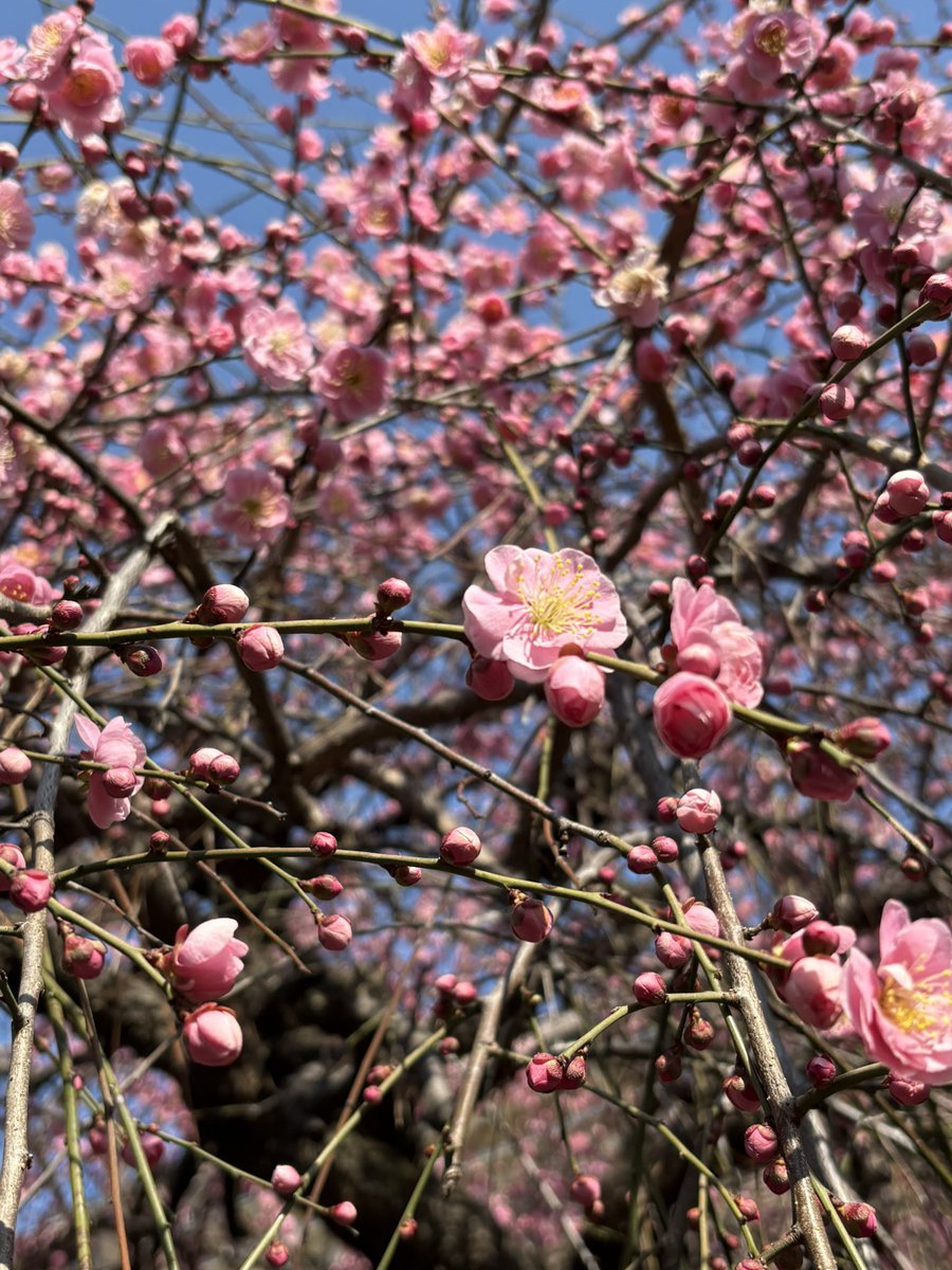 FuFuLuN's tweet image. 今年も枝垂れ梅がキレイに咲き始めました😊