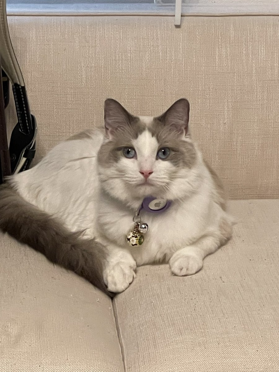 pic_ch's tweet photo. 猫
朝は必ず窓際で日光浴
でも冬は窓際寒いから満足したらエアコン直下で暖を取る
ちなみに夜は大好きな奥さんより家で一番暖かいリビングで寝てる俺の足元で寝るのが良いみたい🐈‍⬛⸒⸒⸒⸒🐾❤︎
#猫のいる暮らし𓃠 https://t.co/Vgp9YXQZb5