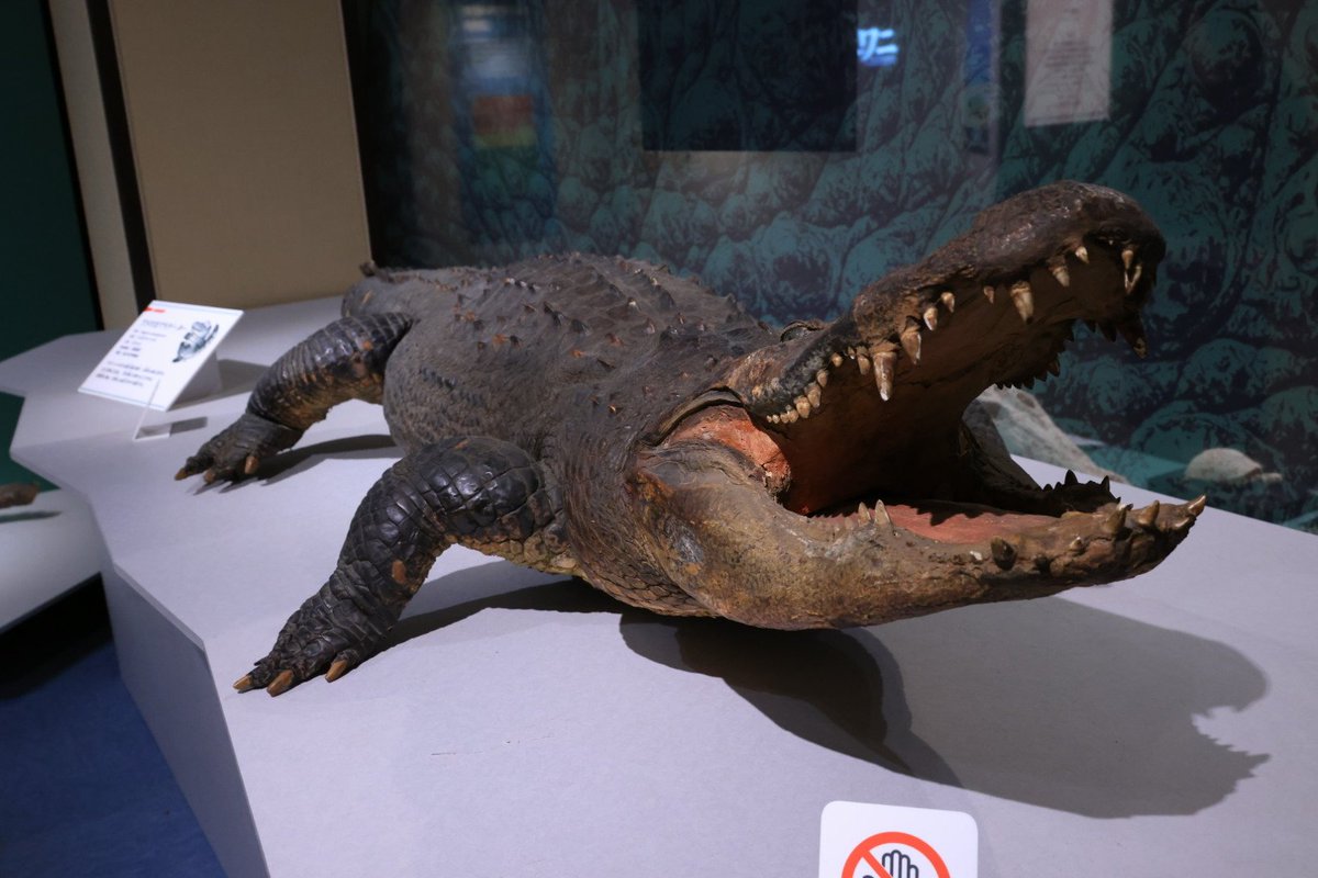 企画展ワニを見に科博に
９時の時点で絶滅展に行列できてるし
西洋美術館も行列だし
混んでるな

と、ワニ見てのんびりしてたら
ワニ展の方もなんか列できてた