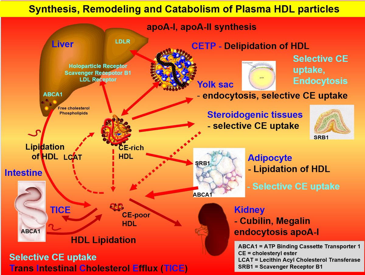 Hdl Control Path Data Path Been updating some of my HDL slides - these two will get you started ...