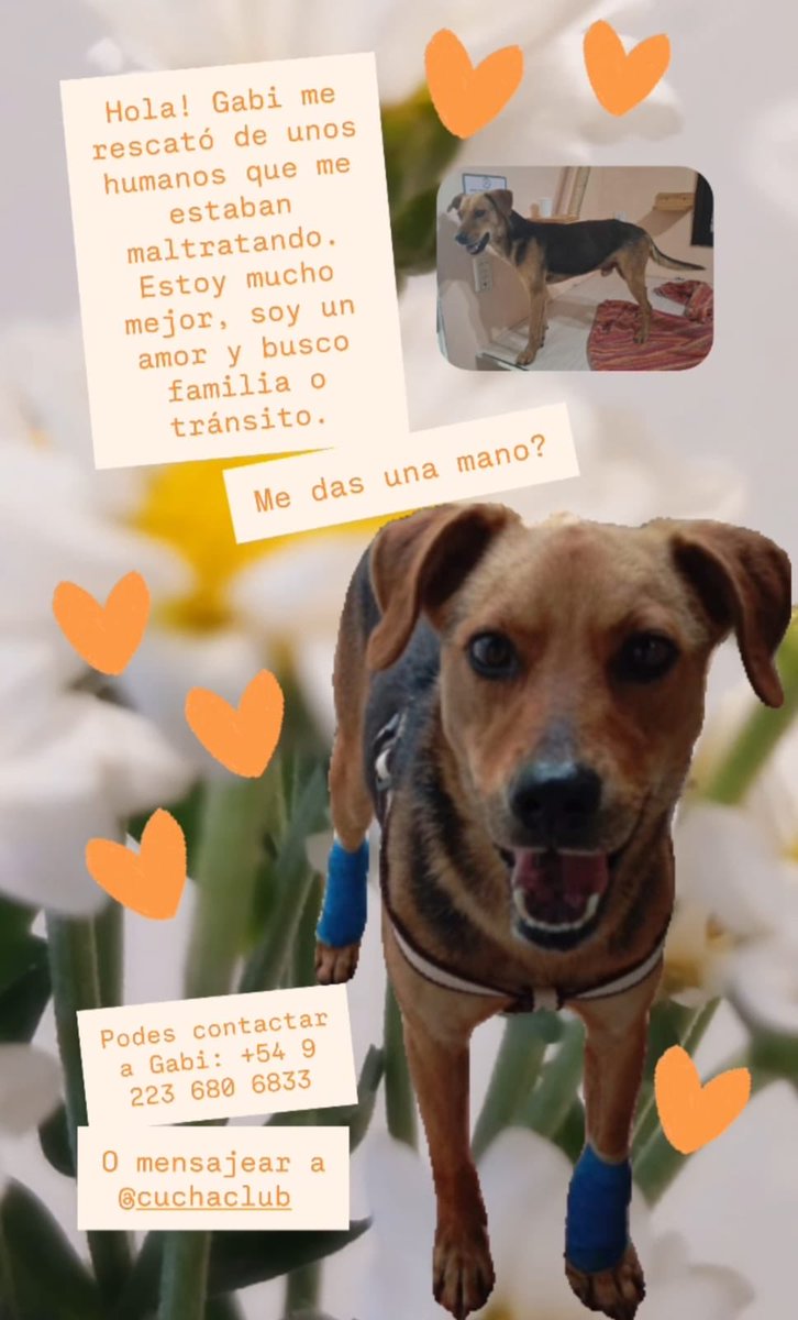 Una conocida mía vio como unos chicos  le pegaban a un perro y lo rescató de esa situación. Ya lo llevó al veterinario y está en tránsito en un lugar por unos días.  Ojalá le podamos encontrar un hogar definitivo pronto 🙏🏻
Los datos de Gabriela están en las imágenes.

Porfa rt.