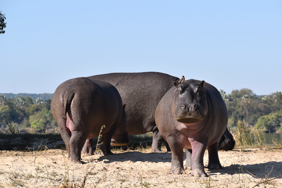 Livingstone_LTA's tweet photo. 🦛World Hippo Day❣️ 世界カバの日
過度な開発で生息地を破壊、牙を象牙の代わりとして密猟などで絶滅危惧種（2006年に指定）のカバ

象牙は時代遅れの悪の根源です。
命を落としても武勇伝で肉を食べるなどもってのほかです。
一切の生きとし生けるものは幸せであれ❣️

#WorldHippoDay #世界カバの日 https://t.co/krpfo0j1BP