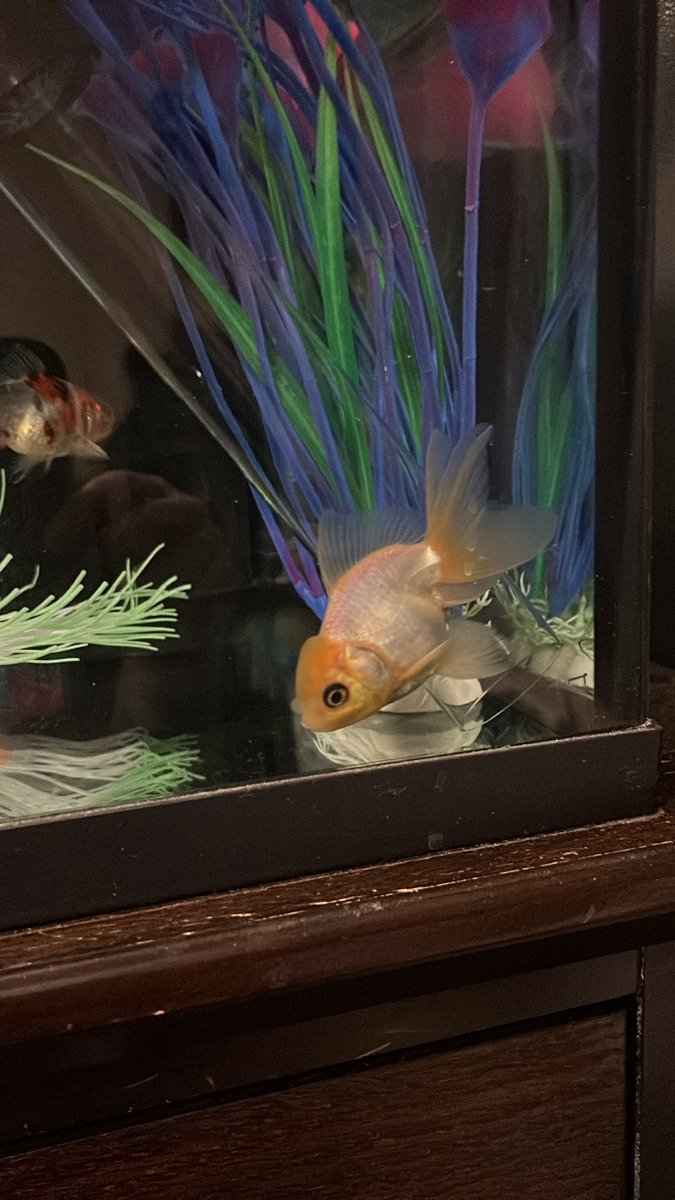 BigGreenStyle's tweet photo. NOOOO FISHYYYY
STAY AWAY FROM THE SIPHON TOOB

YOU DON’T KNOW ABOUT DELTA-P AND NEITHER DO I REALLY HUT I KNOW IT’S FUCKEN BAD NEWS BEARS https://t.co/Z9CVIK2tW3