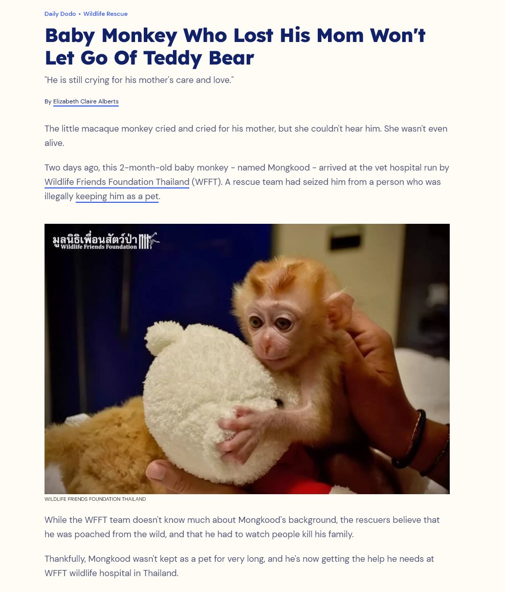 amazingdev02's tweet image. I JUST FOUND PUNCH 2.0

This little monkey named "Mongkood" who lost his mom has a teddy bear HE WON'T EVER LET GO OF

He literally thinks the teddy bear is his mother and even helps feed her and bathe her

Proof here:
thedodo.com/baby-monkey-te…