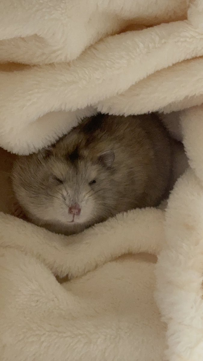 眠くて目が開かないとろろﾁｬﾝ
おはよ~‼️