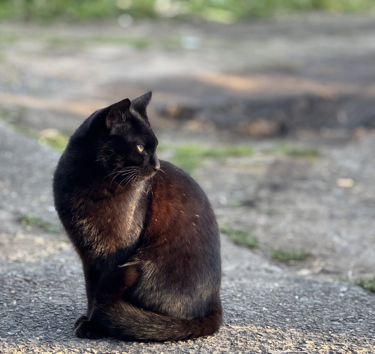 本日の1枚

 #でん同士猫部
 #でん同士写真部