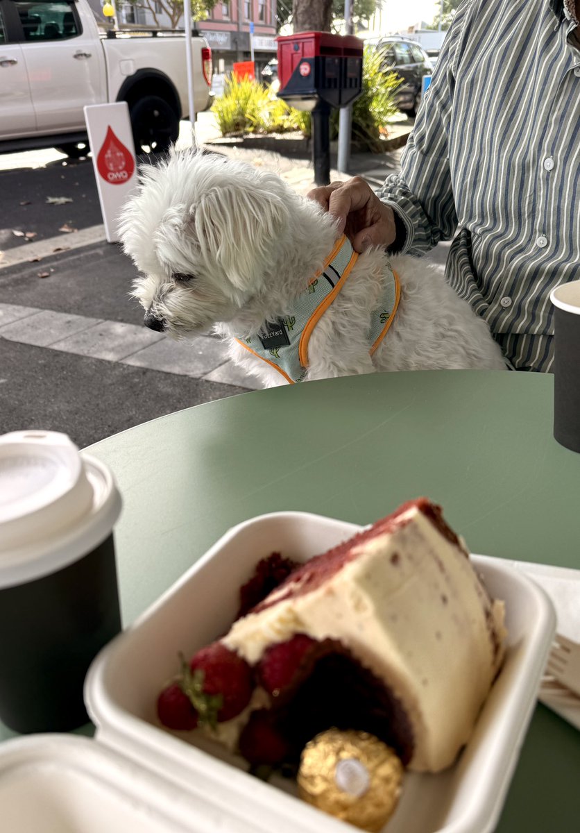 kira140's tweet image. ごめんなちゃい🙇
もう2度と食べないって誓ったのに
プリンスの両親は家計がより
ひっぱくするケーキ🍰を食べまちた
今回はバレンタイン仕様
まんまとのせられてましゅ
プリンスにはペロリ😋もくれないのに😤

帰りにマーケットに寄りまちた🥑🌽🍅

#ニュージーランド #バレンタイン #maltese