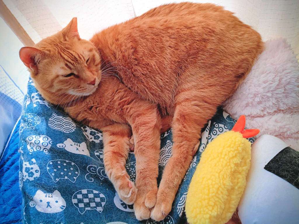 おはようございます
とんかつさんお弁当持ってどちらへ?
ちょっとそこまでやで〜

暖かくなってきて、身体が動くようになり
部屋掃除を始めました

おむすびさんに行って広く遊べるスペースいいなぁ☺️と思い💕
いつも同じネコベッド写真ですからね💧きれいにしよ

良い一日を✨️

#アゲアゲとんかつ