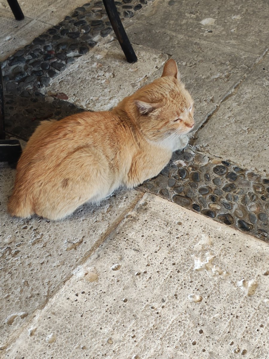 Adopta a Mia o Luna o Hela o Michi. Son gatitos rescatados que buscan un hogar en CDMX o Morelos, Méx. Info X Whats (55) 5297-2794  Por favor RT ❤️🐾 <a href="/mascotasdifunde/">Difusión de mascotas</a> <a href="/MascotasBJ/">Mascotas Benito J.</a> <a href="/MascotasBJ_cdmx/">Mascotas BJ_ CDMX 🐶🐱</a> <a href="/FelinaVoz/">Voz Felina</a> <a href="/SuperPawMx/">SuperPaw 🐾🐱🐶 🇲🇽 #DonarSalvaVidas</a> <a href="/APAMDif/">APAM Difusiones Mex</a> <a href="/MarianimaLOVERS/">#animaLOVERS</a> <a href="/sebuscaCdMx/">Busca a tu mascota</a> <a href="/michisenadop/">Michis en Adopción MX 🇲🇽</a>