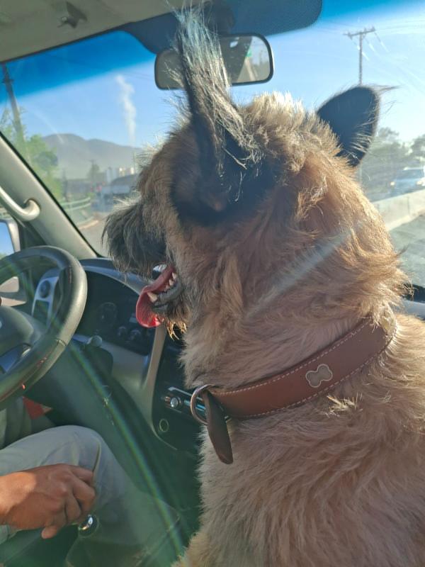 AnimalParaiso's tweet photo. Se busca a su familia, perrito encontrado hoy en la carretera pasado el puente Santa Julia, #Viña. Corría mucho riesgo de atropello; tiene collar pero no chapita. 😞

Contacto WhatsApp:
+56 9 5367 8624.
+56 9 6593 9524.

Favor compartir. https://t.co/iIwcWVyNb6