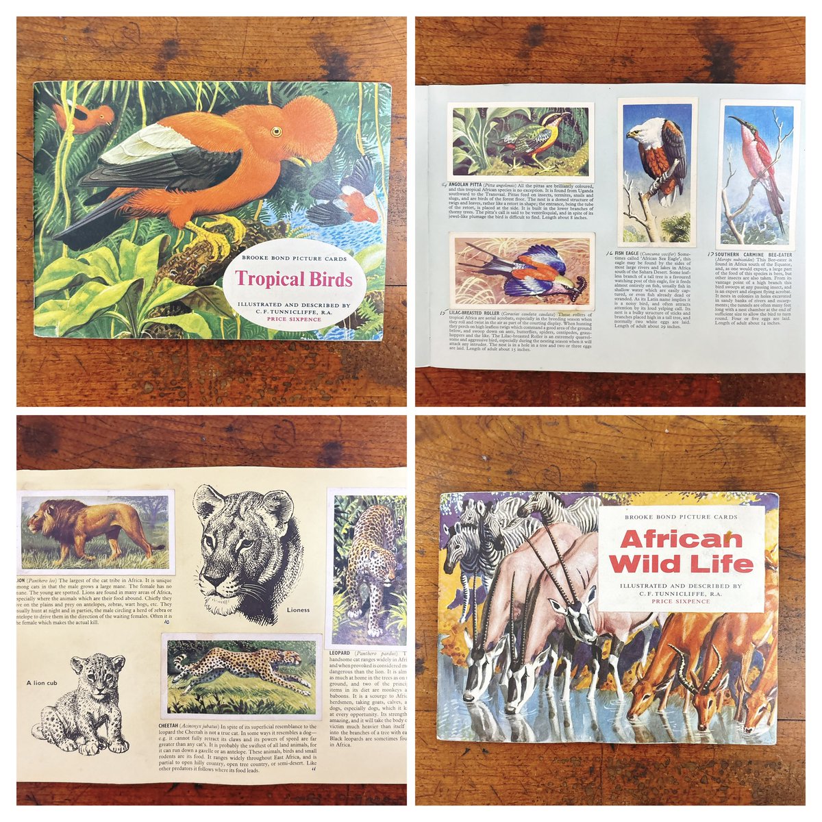 いと本/ いとぽん tweet media