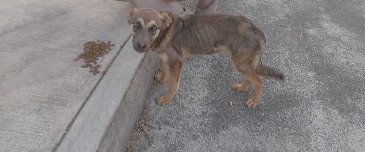 Adopta Esteriliza y Apadrina tweet media