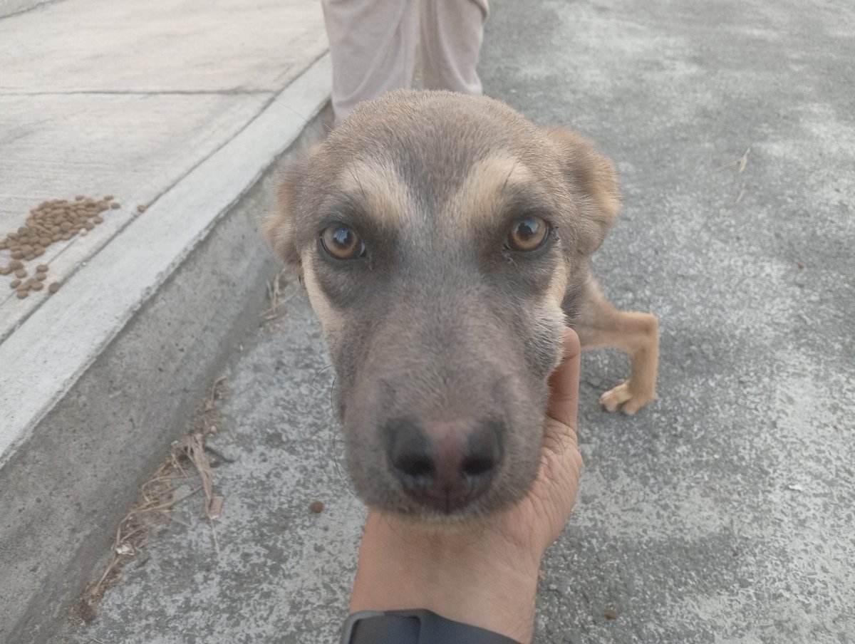Adopta Esteriliza y Apadrina tweet media