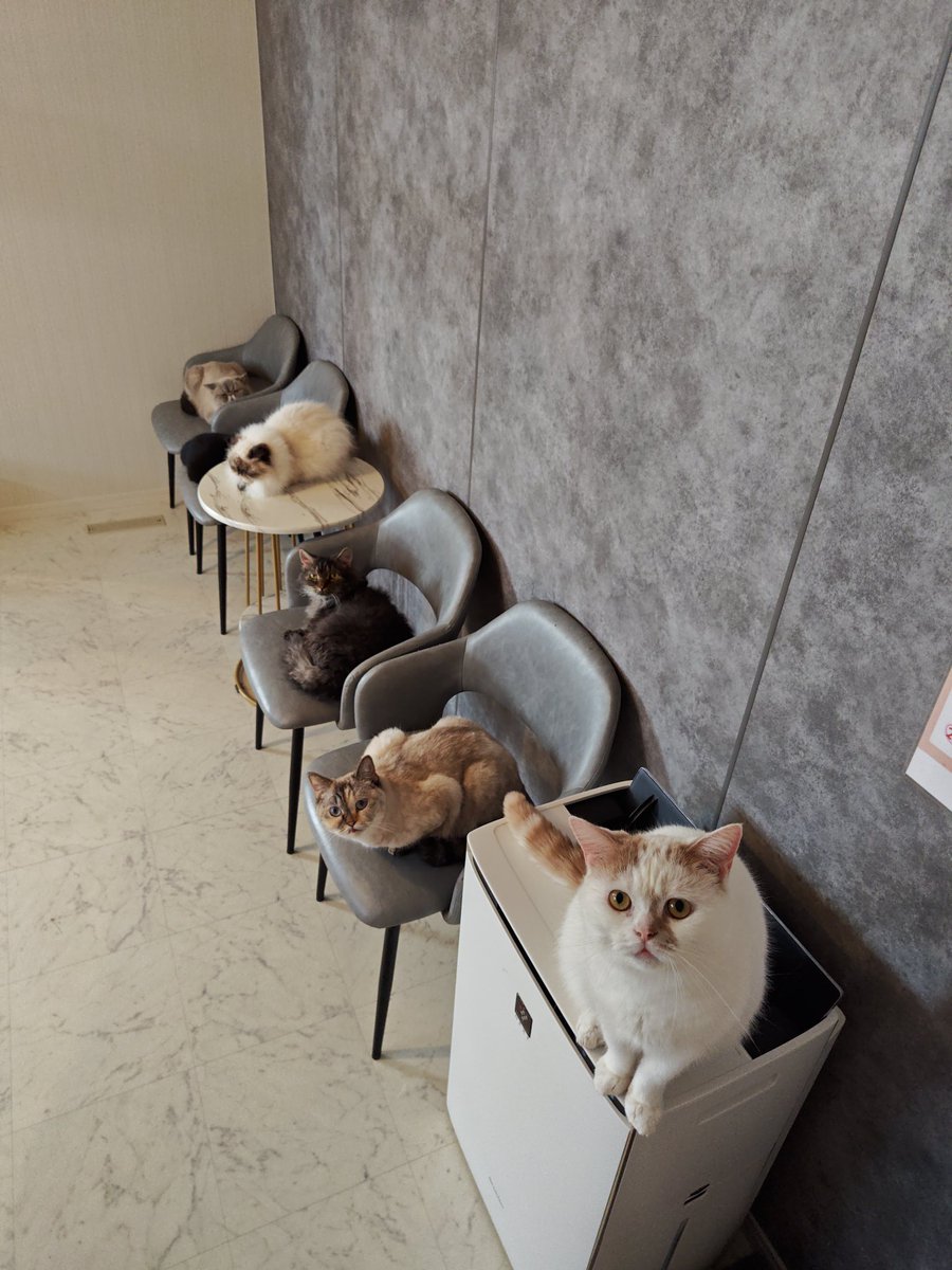 猫Cafeごろにゃん tweet media