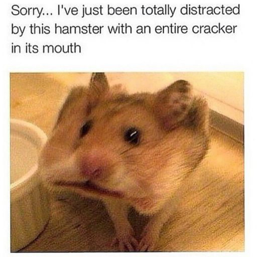 WholesomeMeme's tweet photo. https://t.co/zpp5AN6YFo