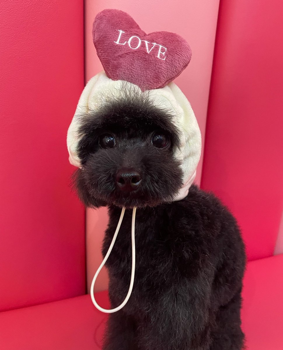 ⁡チロルちゃんもトリミングでした✂️⁡
⁡
⁡今回もふわふわまっくろくろすけに⁡
⁡大変身で可愛くなりました〜🥺🖤⁡
⁡触り心地とってもいいので、⁡
⁡みなさん撫でてあげてくださいね！⁡