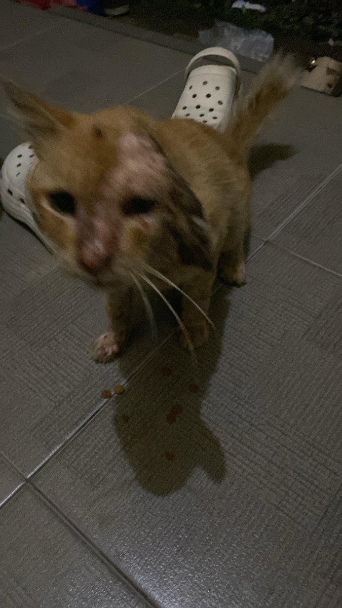Kenapa ya kucing oren sekalinya luka selalu parah kekgini semalam juga ada kucing oren datang ke kerumah ku kupingnya hampir putus aku gabsa bawa dia ke vet karna kendala biaya jadi aku cuma kasih makan dia aja😭😭😭