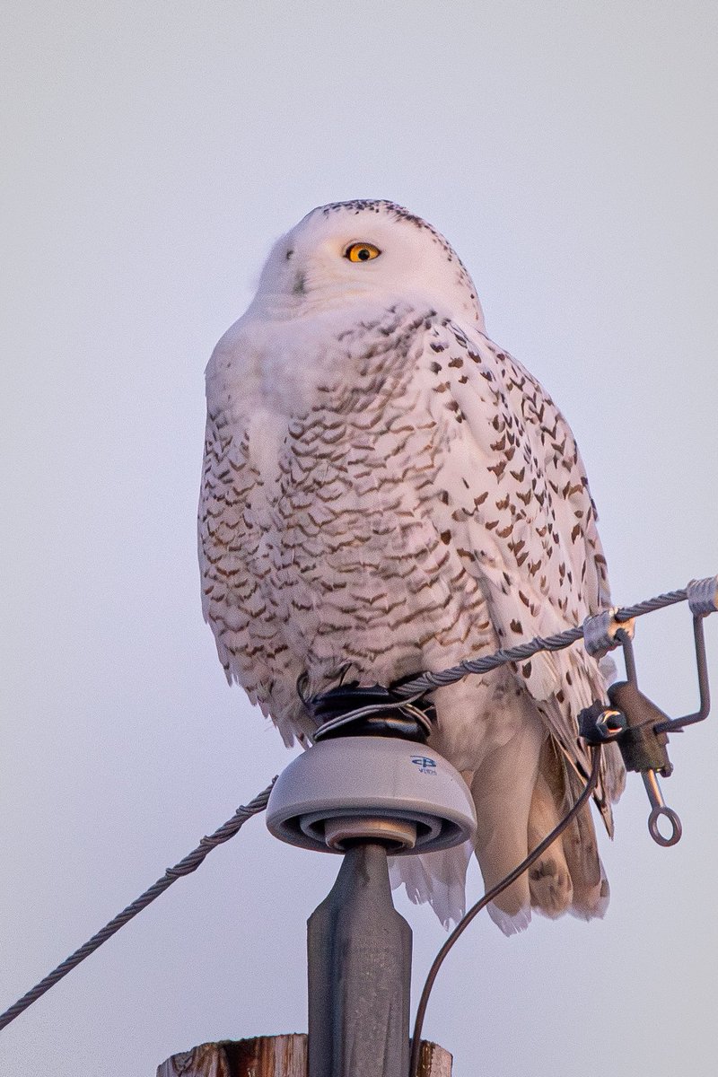 Photographic Hunter - Eric Siems tweet media