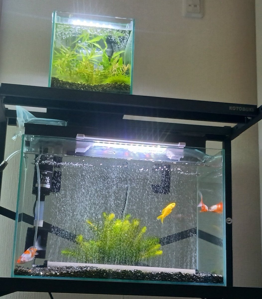 コメット2匹朱文金1匹 45cm規格水槽 ジェックスデュアルクリーン 水作