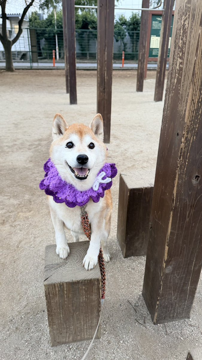 柴犬ハナ (@87shiba87) / Posts / X