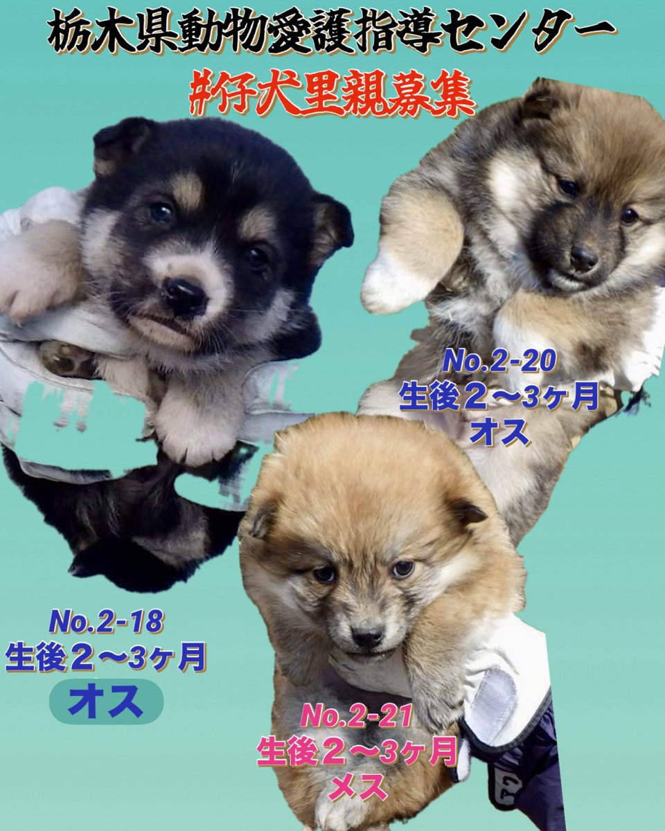 野犬の仔犬 #未来を繋いでください 2〜3ヶ月ほどの仔犬たち。 メスと