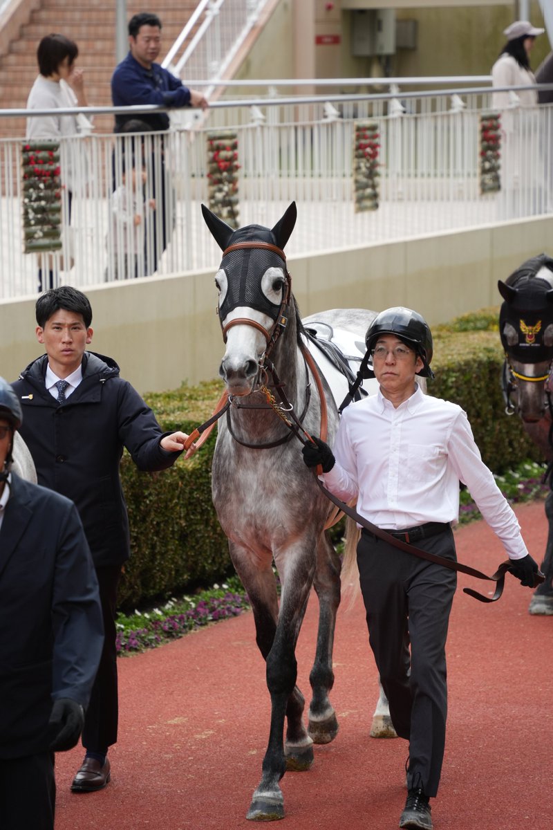 ojusukiii's tweet photo. 2026.2.15 小倉競馬場　6R
4歳以上1勝クラス　2000m
#レジェンドシップ 
#小倉競馬場 https://t.co/4nyH71sZx0