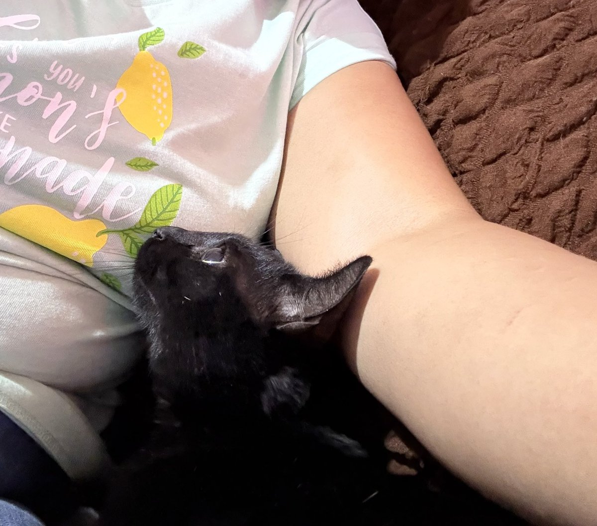 Adopta a Cali 🩷, es una gatita junior, súper bien portada, muy tranquila y amorosa. Esterilizada, desparasitada y con una vacuna. 
Quieres adoptarla, puedes escribir al 5564142756 CDMX. <a href="/guerashome/">Imatis Burton</a> <a href="/LordGatus/">Lord Gatus</a> <a href="/MascotaCoyoacan/">Mascotas Coyoacán 🐾</a> <a href="/mascotasdifunde/">Difusión de mascotas</a> <a href="/RescateAnimal/">Rescate Animal</a> <a href="/AdoptaCDMX/">AdoptaCDMX</a>