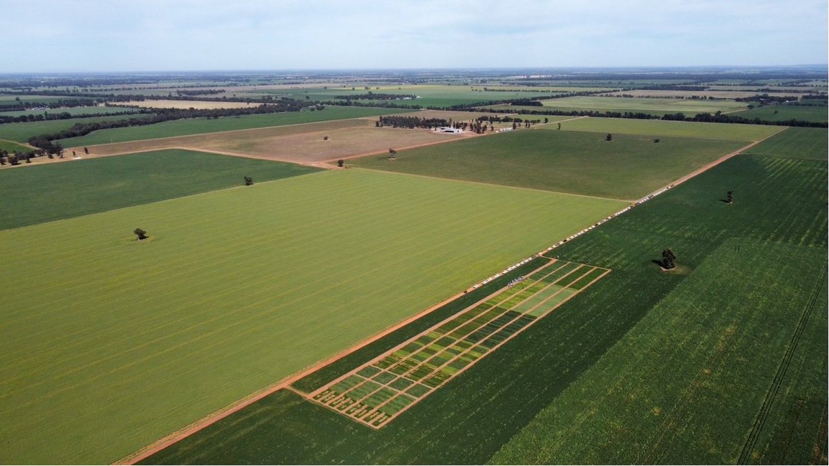 Rohan Brill tweet media