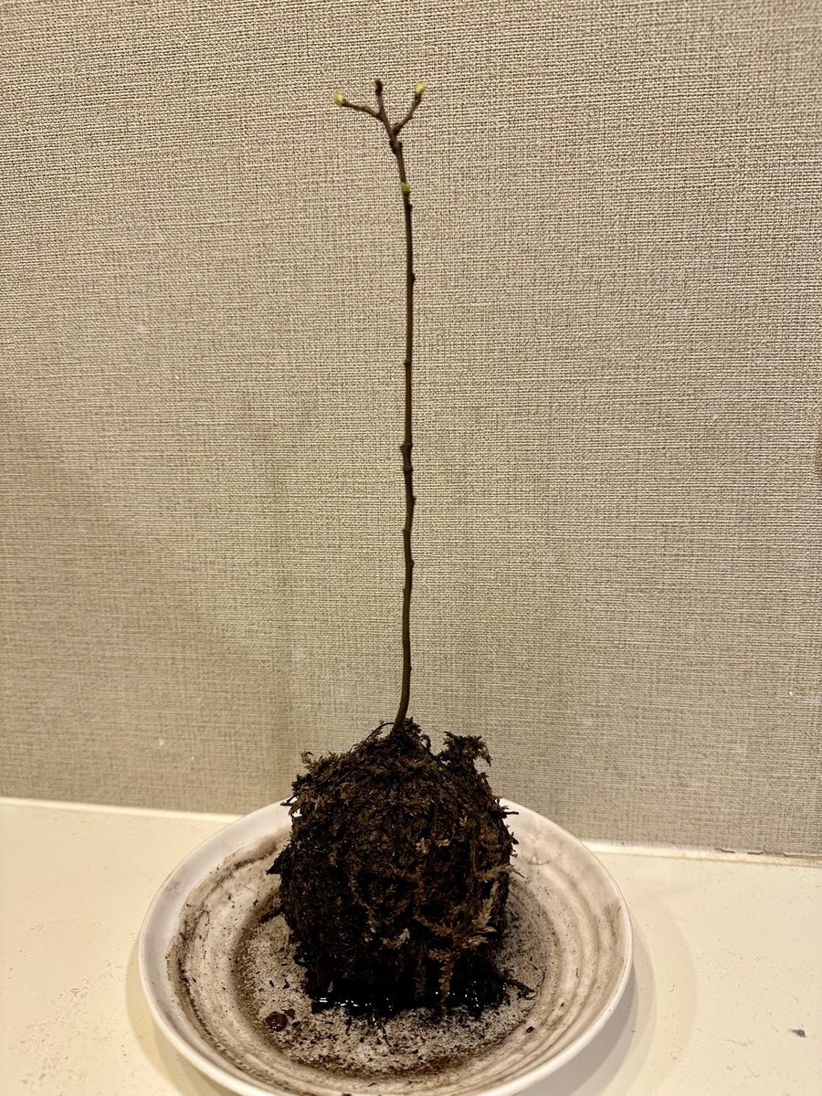 agrioono's tweet photo. 今日はあったかいですね。我が家の欅の苔玉から新芽が生えてきました。 https://t.co/Yb10f8Eh11