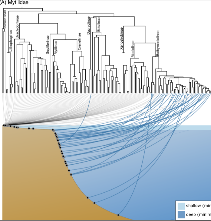 Polyphyletic origins of deep sea bivalves, with monophyletic origin of the deepest water taxa (Bathymodiolinae, clade at right) corresponding to a shift in adults from suspension feeding on phytoplankton to chemosymbiotic nutrition.
