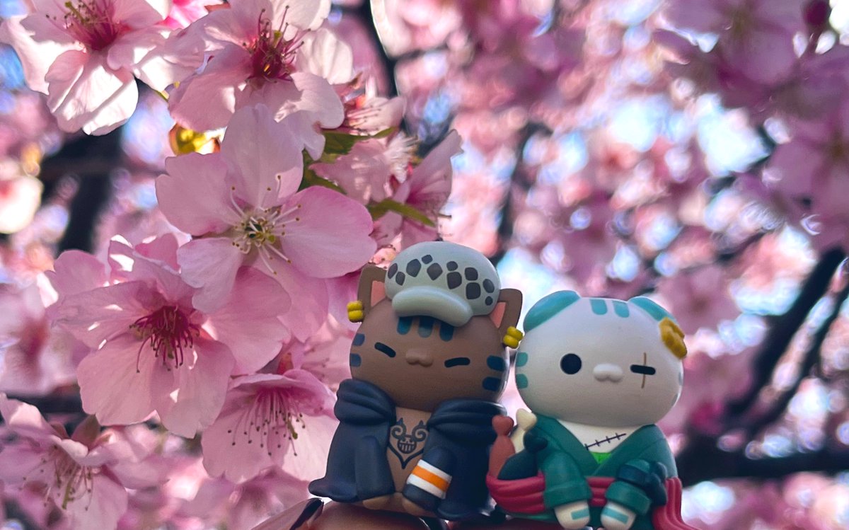 ねこちゃんお花だよ