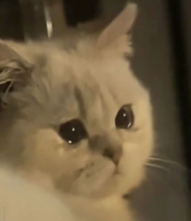 No valentine's day for Sage... pipipi.