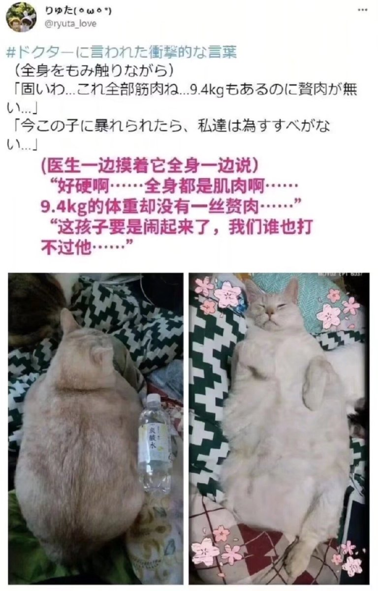 Kenntnis22's tweet photo. 喂！110吗？日本萌宠医生都是天使吗！

多图集锦（1）~~一整天快乐源泉哈哈！ https://t.co/jclmXjq98m
