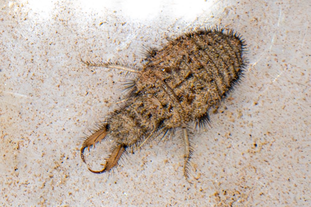 Would you love me if I was a worm? What about a bug?
Either way I’d love you, for you are you and you’re still here.
Happy Valentine’s Day.