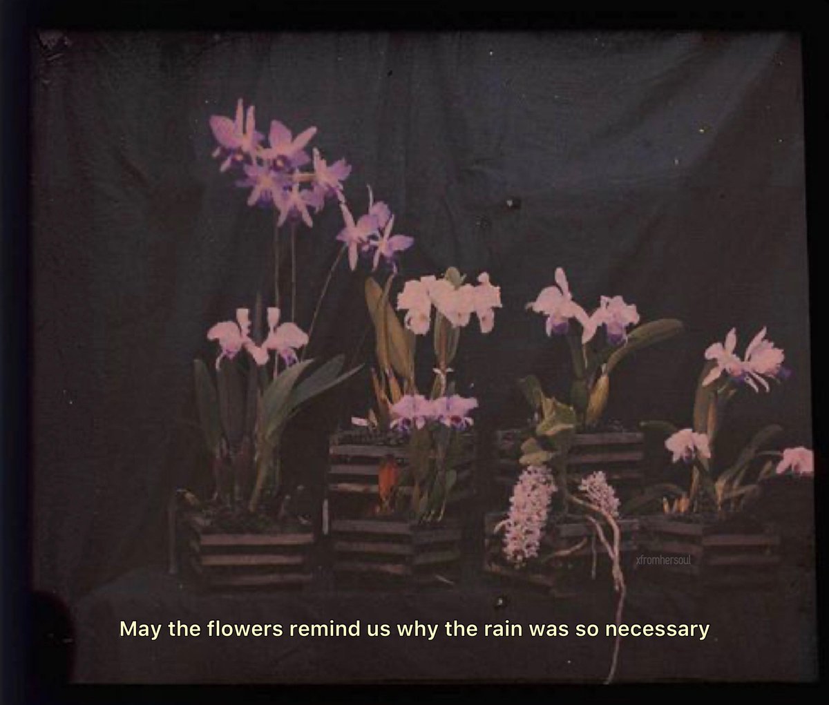 Synexdoche (@amor_fatti) on Twitter photo 