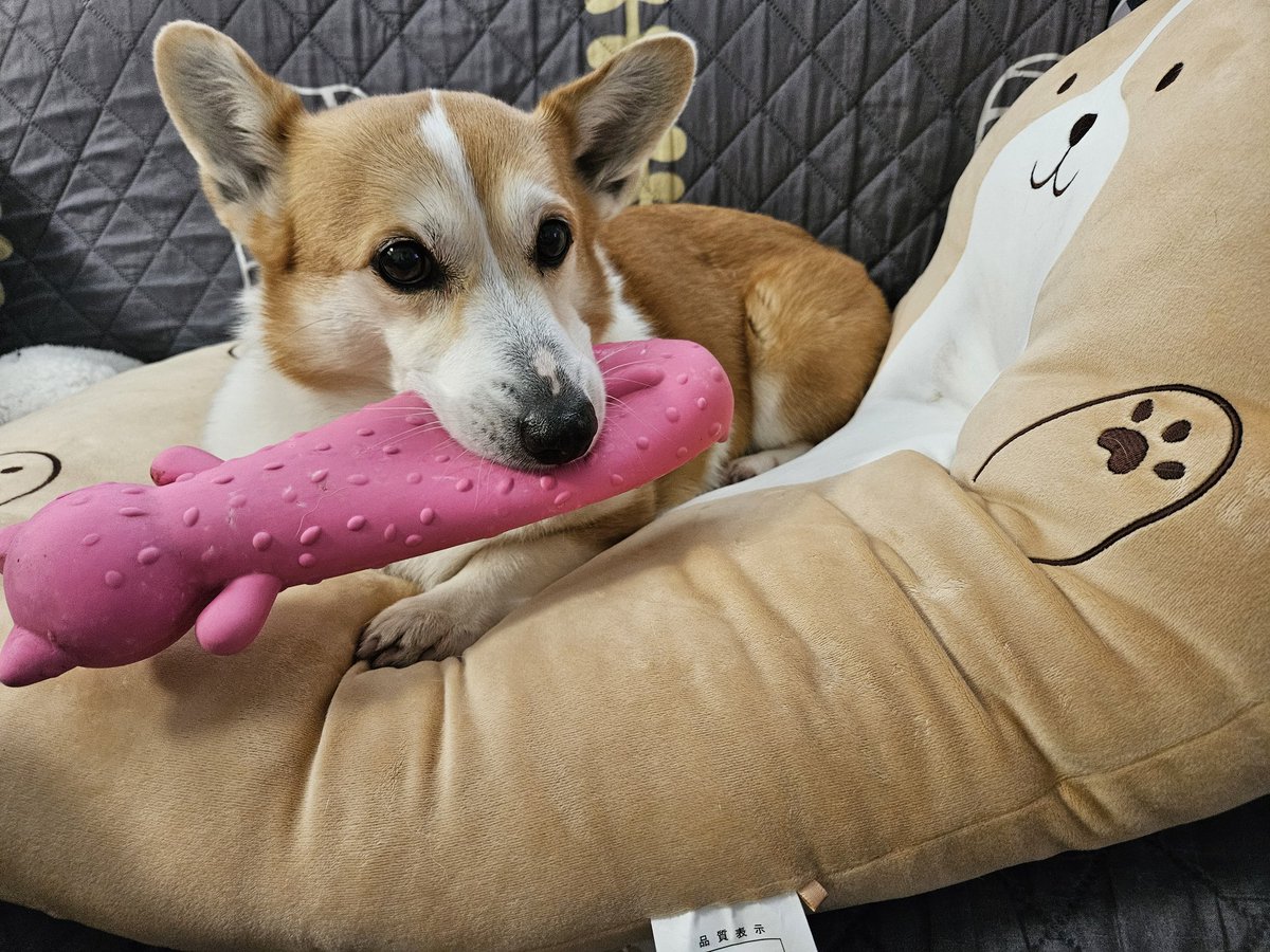 シーフーサン🍭(コーギー) (@usamikun) / Posts / X