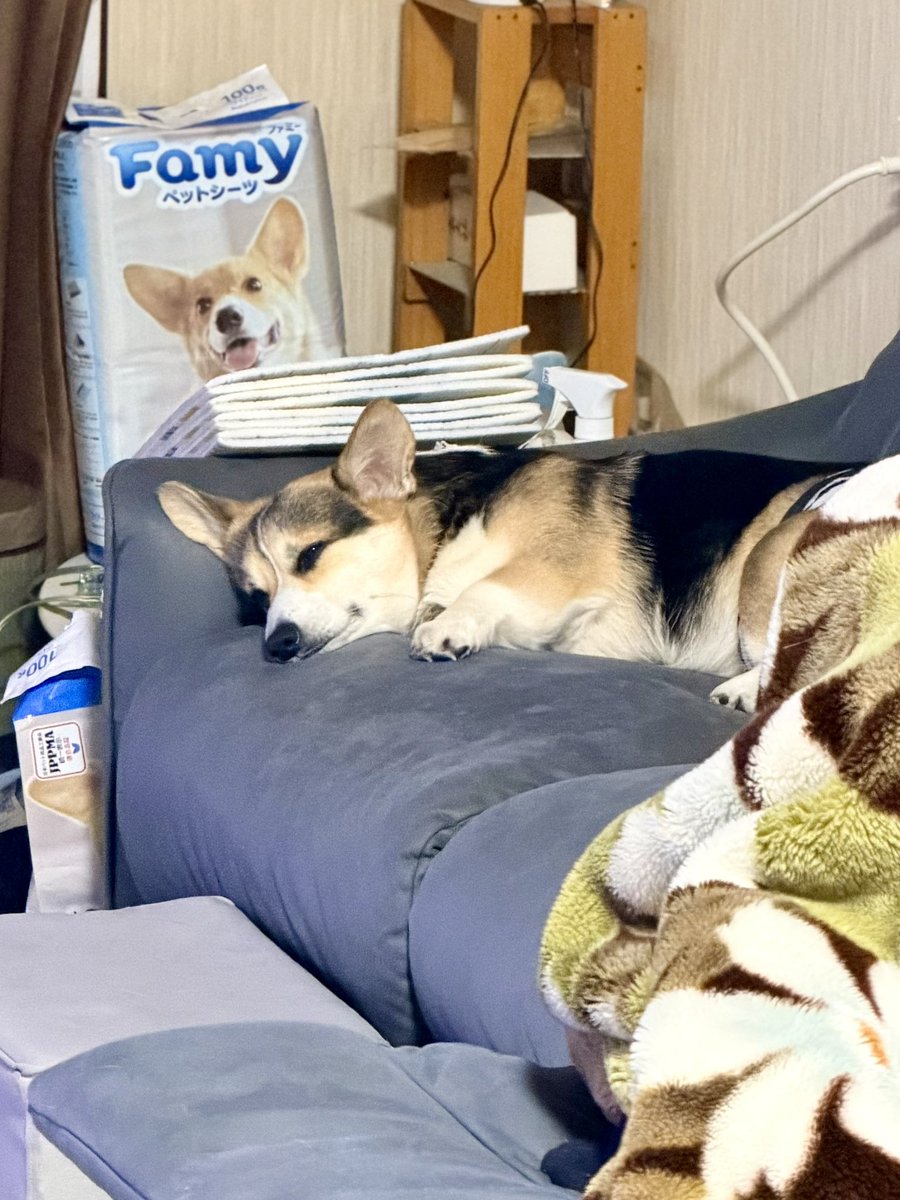 黒コーギーのロボさん (@juntan911rsr) / Posts / X