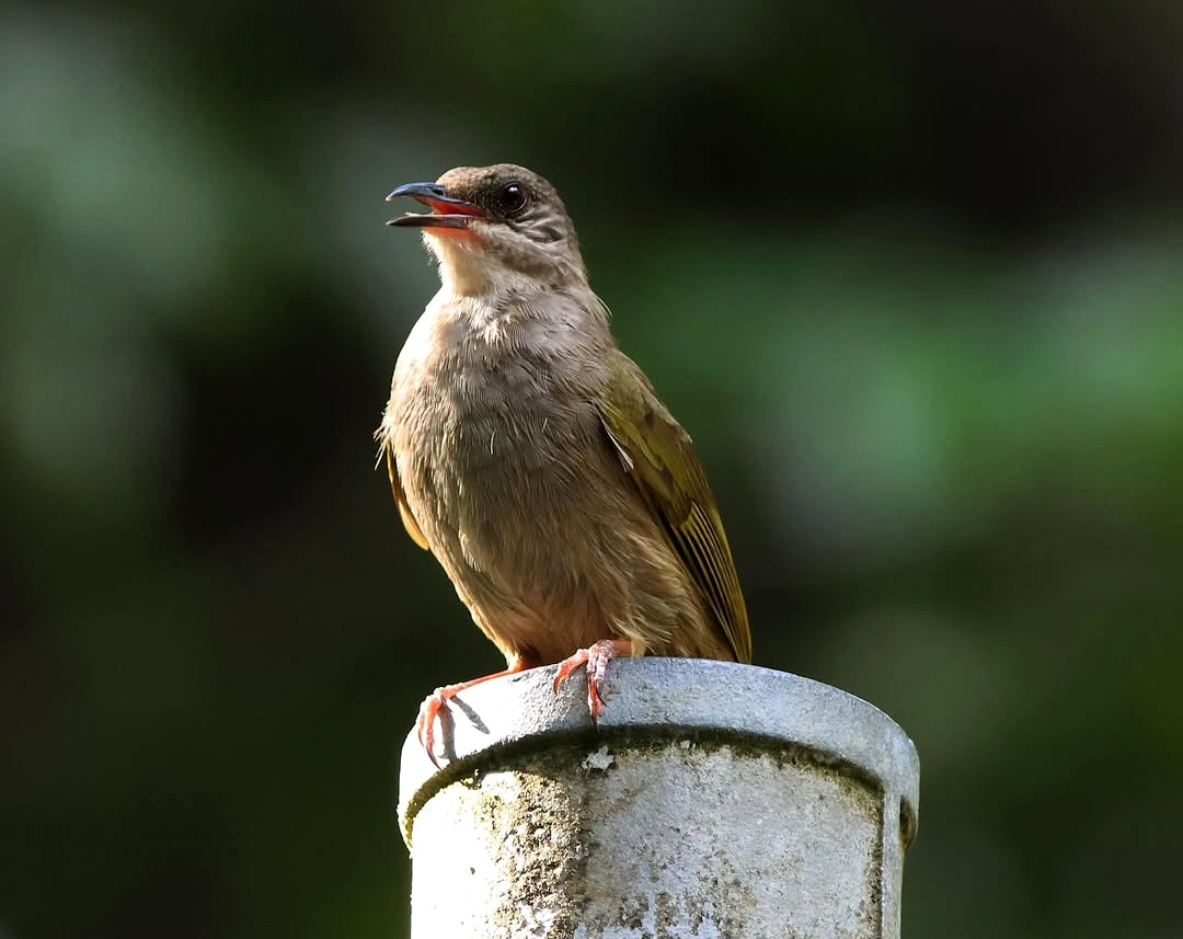 TheBatBotLab🇺🇸 tweet media