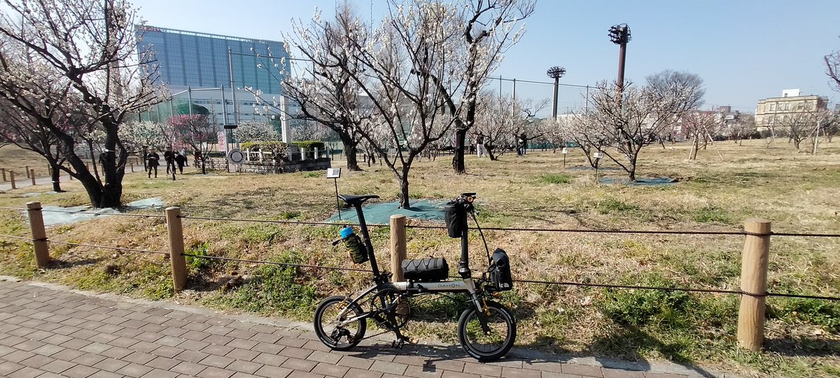 keyla0129's tweet photo. 今年初の散歩は、梅園花見散歩
#DAHON
#DAHONK3
#多摩川 https://t.co/BqaRDLFBCm