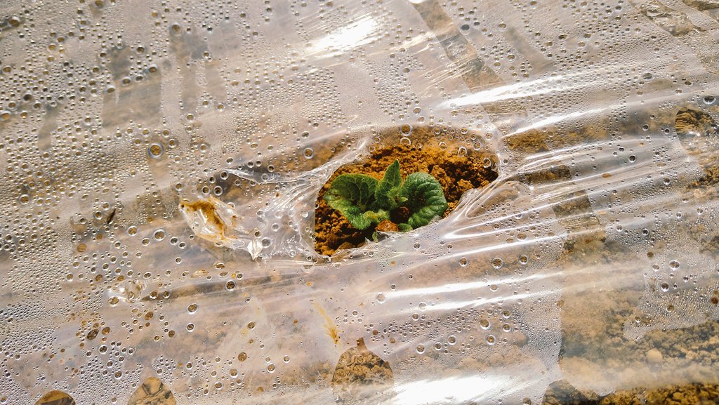 ロボ弐号 (通称 エンチョウ) tweet media