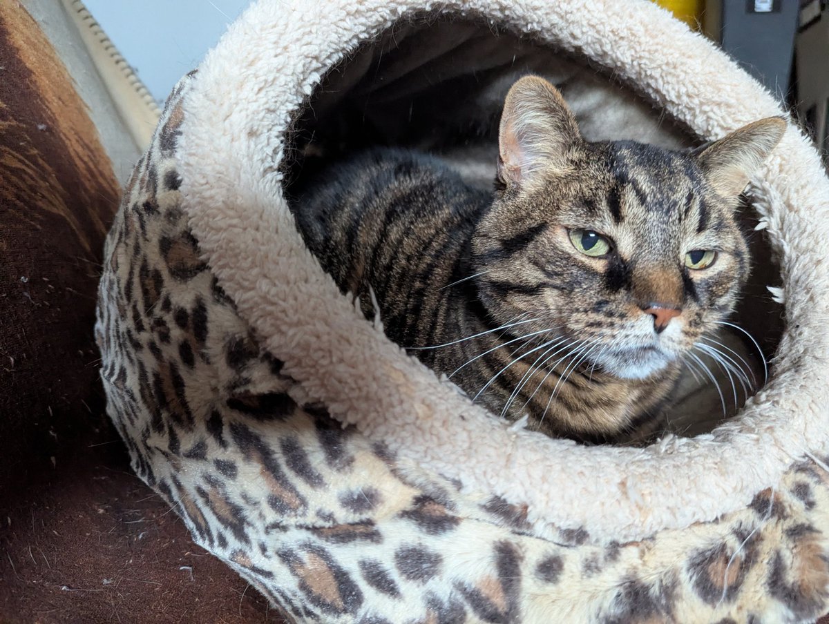 Keïth!🌈 🐾 Micker 😺 🐾 Miss P 😾 🐾 tweet media