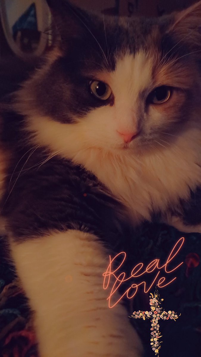 PawsitiveMaal's tweet photo. Happy Valentine’s night Everypawdy! He offers love beyond imagination. It's unconditional, He knows we mess up, but He loves us anyway. Agape love! Praying you feel this love within. Not only does it change you, but it spreads to everyone else that he places in your path. We love you to the moon! 🙏💗✨️ #GodIsLove #ValentinesDay2026 #caturday #love #TrustTheProcess #cat