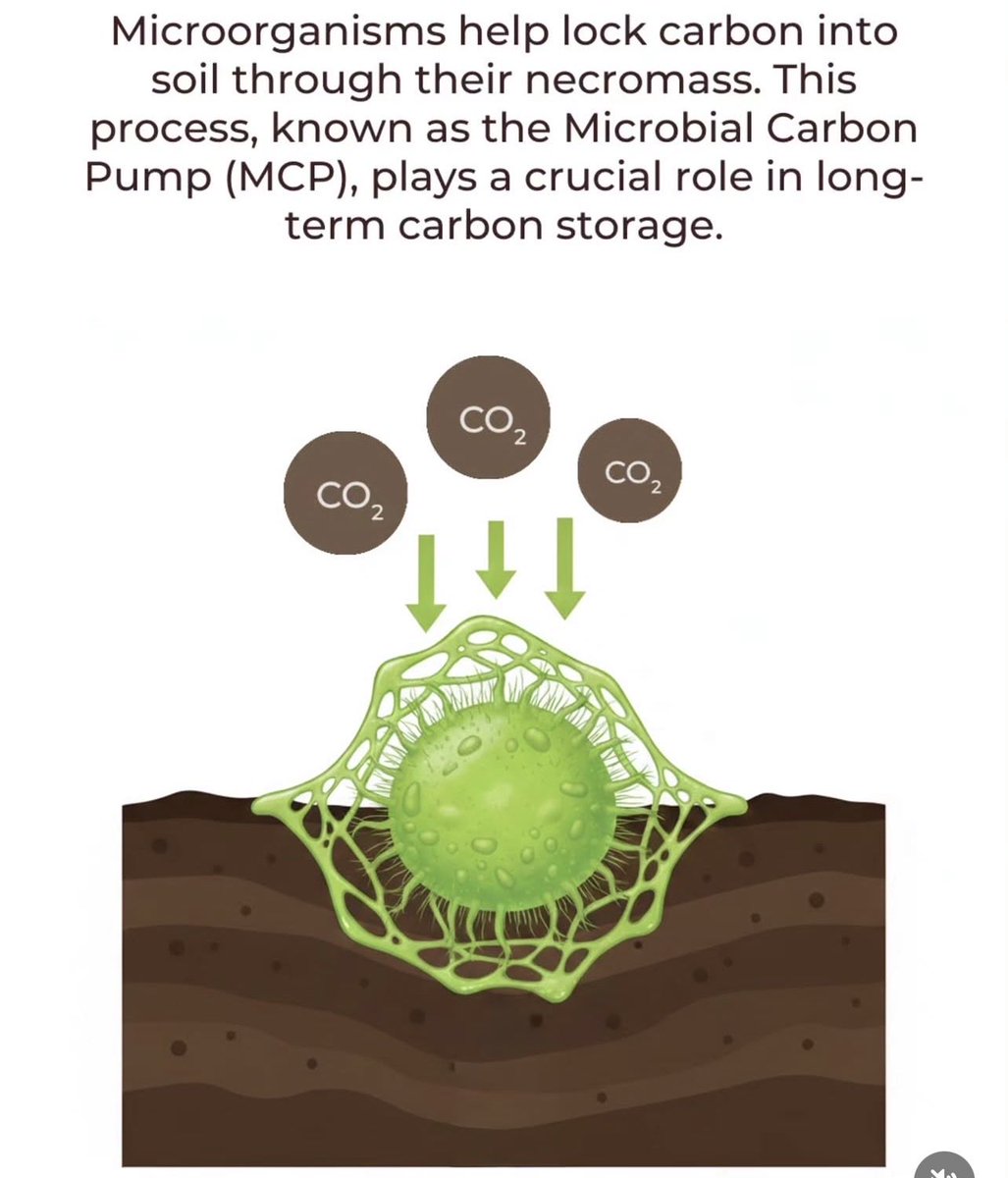 DaleenDynamic's tweet photo. Carbon sequestration is key for soil health and climate stability. #SaveSoil #SoilFirst #PolicyForSoil #SadhguruJV #cpsavesoil #ConsciousPlanet https://t.co/edHpF0hOkX